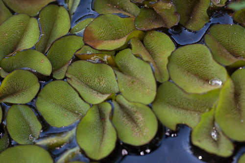 Salvinia molesta #7